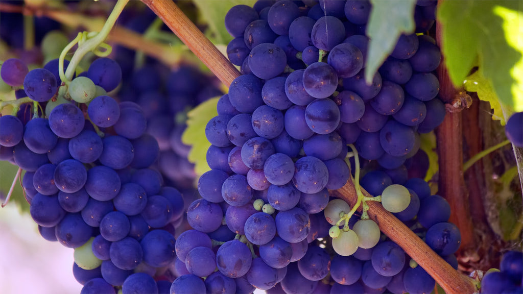 Discover Amazing Wines on a Tour Through the Napa Valley